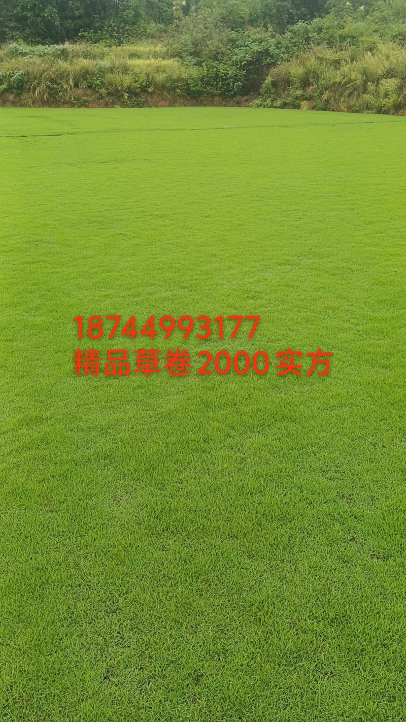 遵义草卷！贵州遵义草皮基地！联系！***********