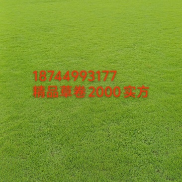 遵义草卷！贵州遵义草皮基地！联系！***********