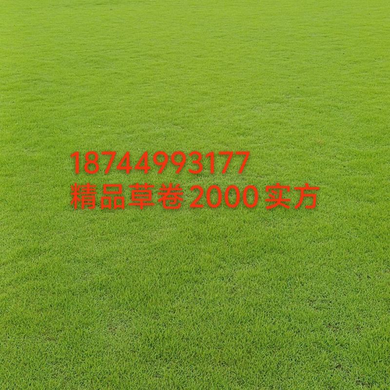遵义草卷！贵州遵义草皮基地！联系！***********