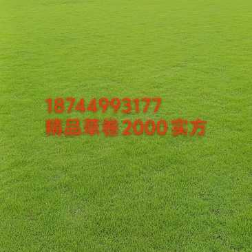 贵阳马尼拉草皮卷多少一平