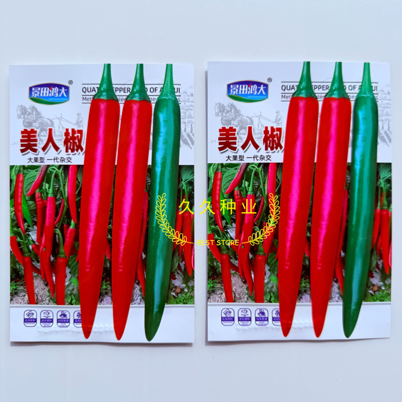 鸿大美人椒种子中早熟大果美人辣椒种香辣耐裂抗病产量高