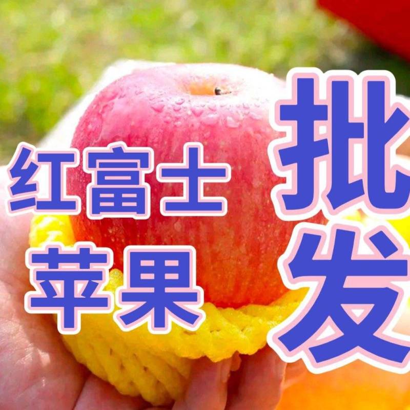 《常年批发》红富士苹果/片红全红/规格齐全/可全国发货