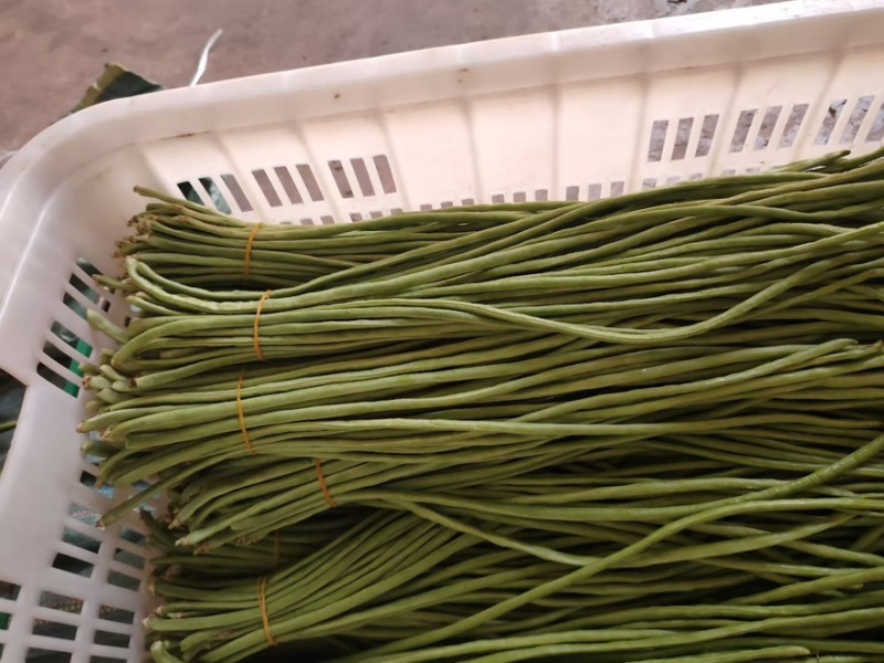 精品虹豆二级货垃圾货都有