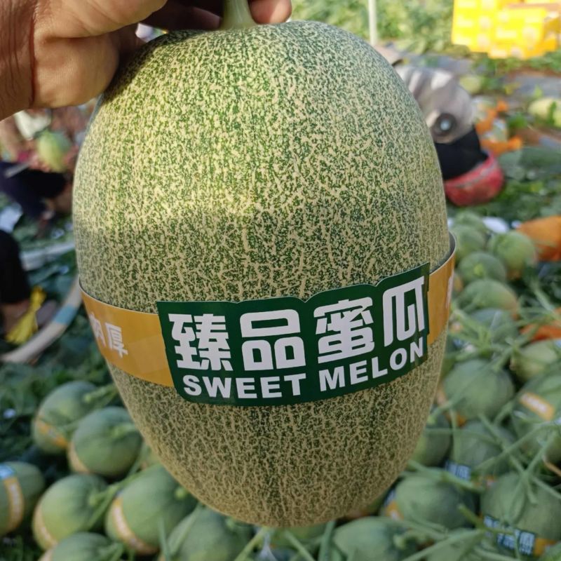 北海小蜜25