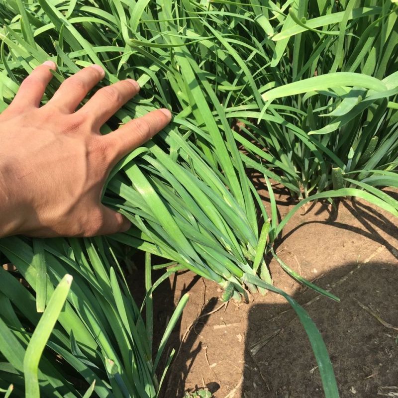 竹杆青韭菜种子抗寒新品种生长势强生长速度快抗病露地棚地