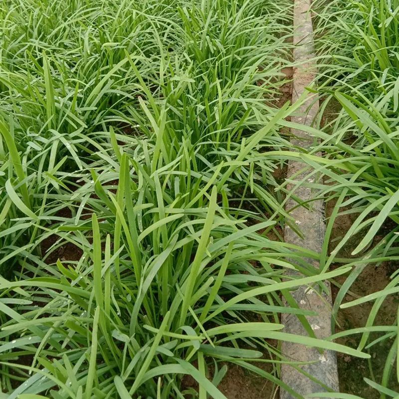 竹杆青韭菜种子抗寒新品种生长势强生长速度快抗病露地棚地