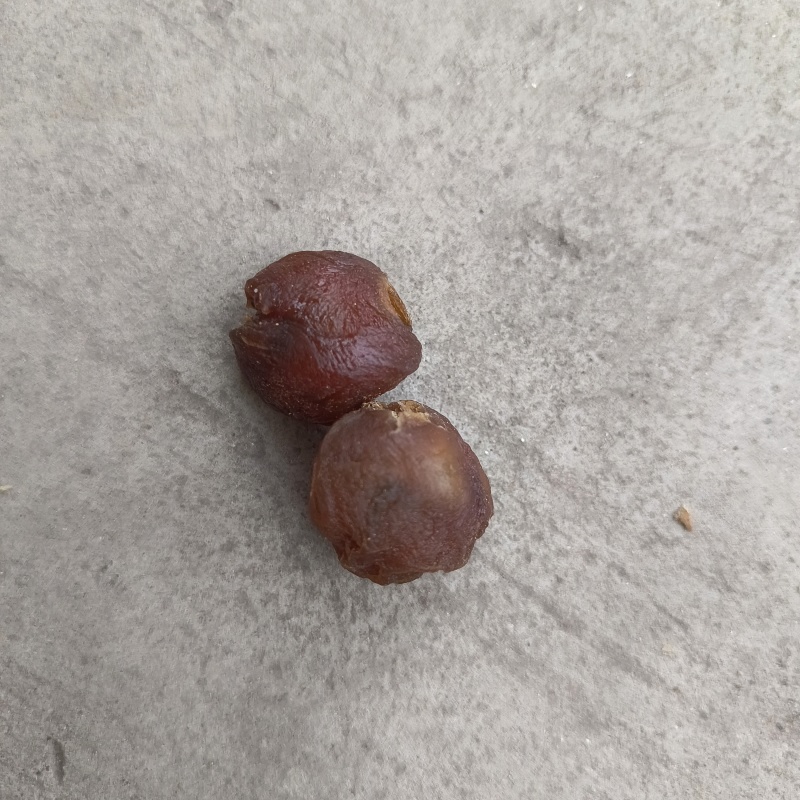 广西储良龙眼干，桂圆干粒大饱满壳薄肉厚，口感香醇欢迎选购
