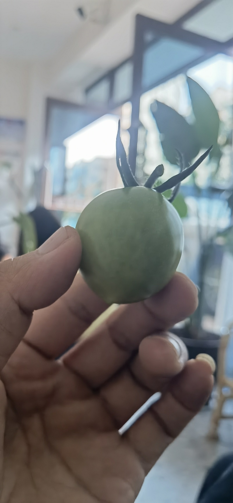 青甜二号迷恋大量上市