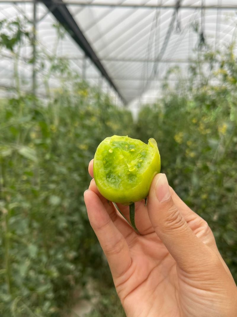青甜二号迷恋大量上市