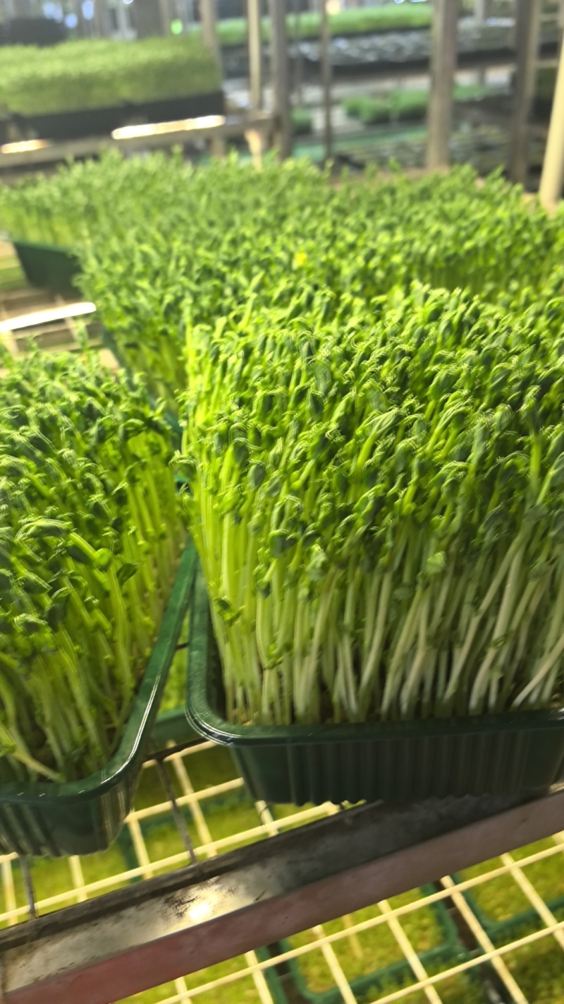 水培麻豌豆苗，大量上市，可视频看货，量大从优