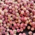 红毛桃