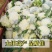 河北松花菜散花老式农户家自种现摘菜花散花农家优质花椰