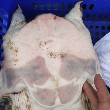 汉寿龙哥精品生态甲鱼