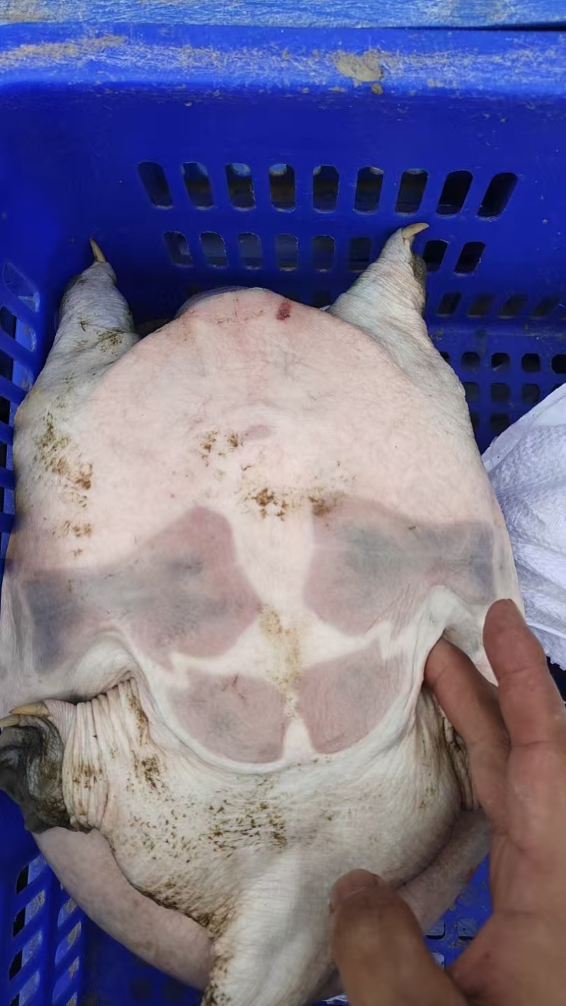 汉寿龙哥精品生态甲鱼