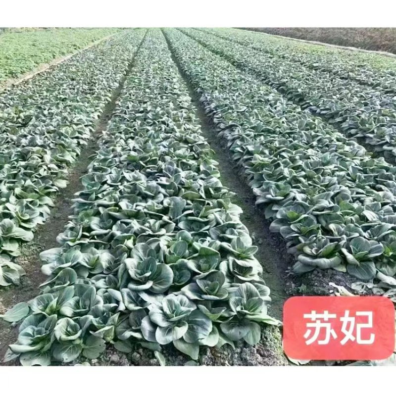 苏妃黑叶矮脚苏州青种子耐冻黑亮矮箕黑菜种原装