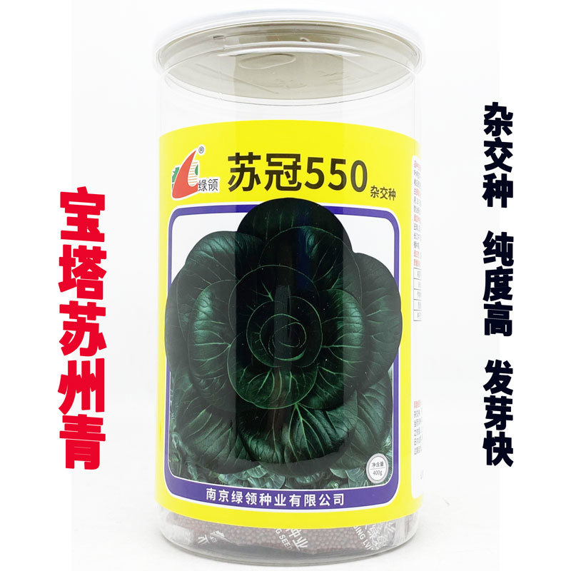 苏冠550宝塔苏州青种子耐冻矮脚趴地苏州青种子原装