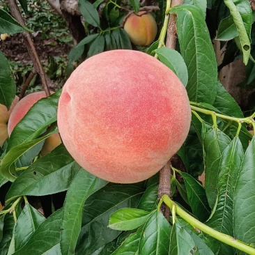 沂水金秋红蜜桃