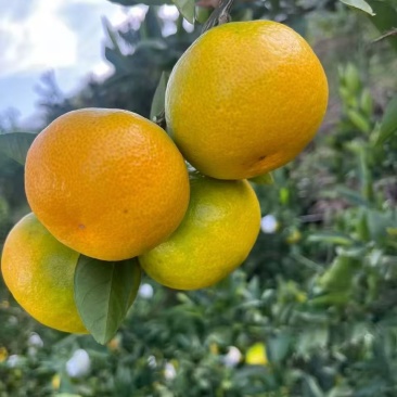 湖南郴州东江湖蜜桔