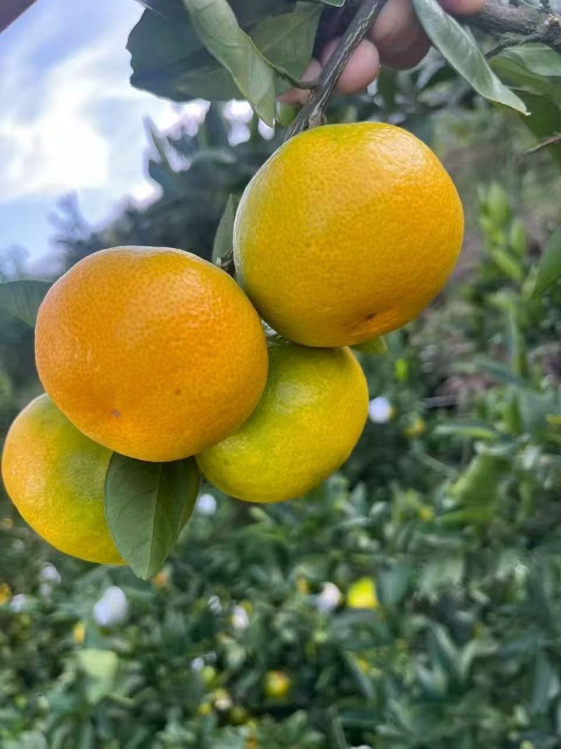 湖南郴州东江湖蜜桔