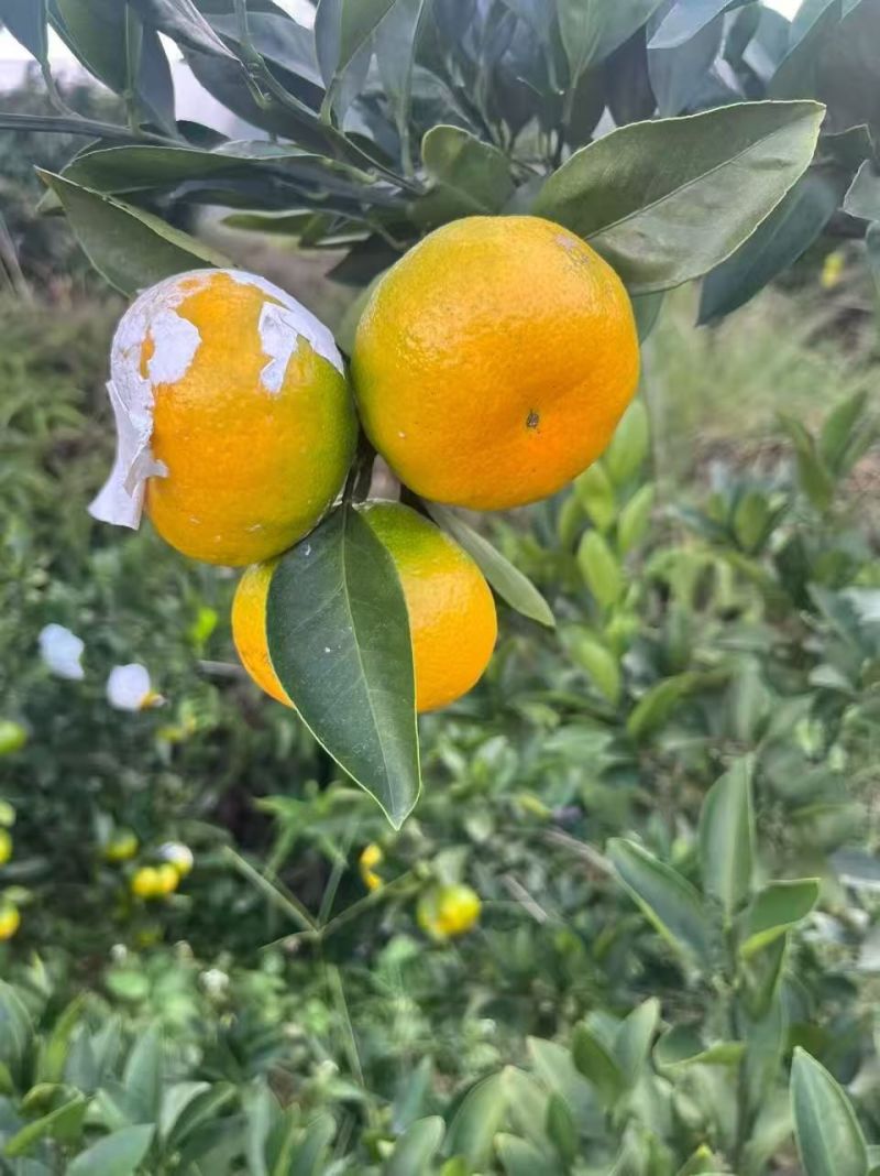 湖南郴州东江湖蜜桔
