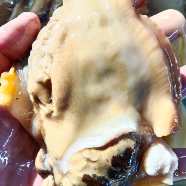 河蚌肉5元一斤