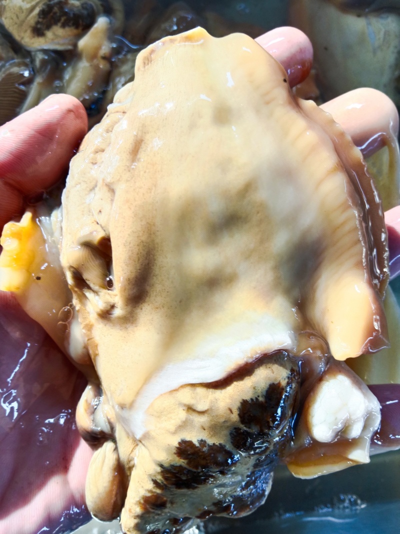 河蚌肉5元一斤