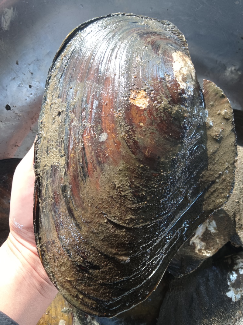 河蚌肉5元一斤