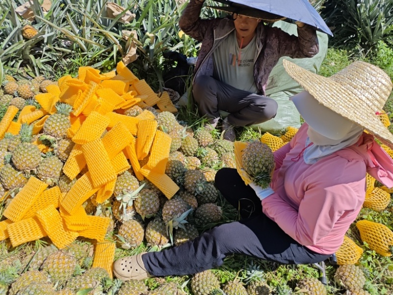 海南芒果凤梨