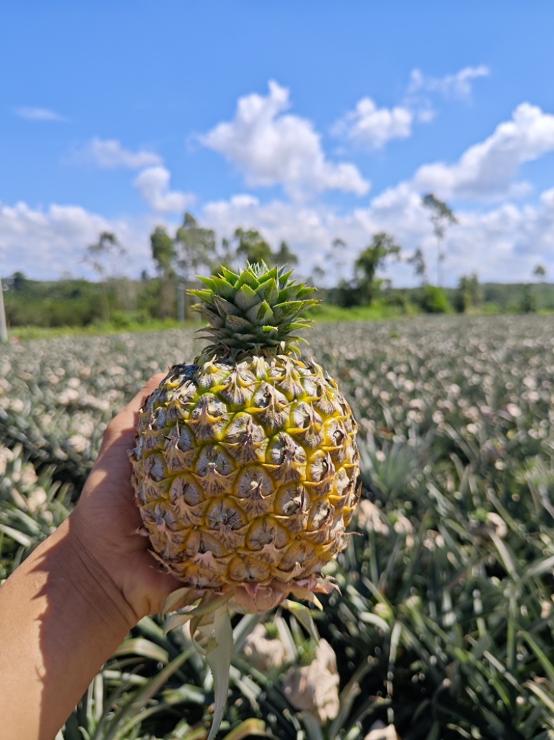 海南芒果凤梨