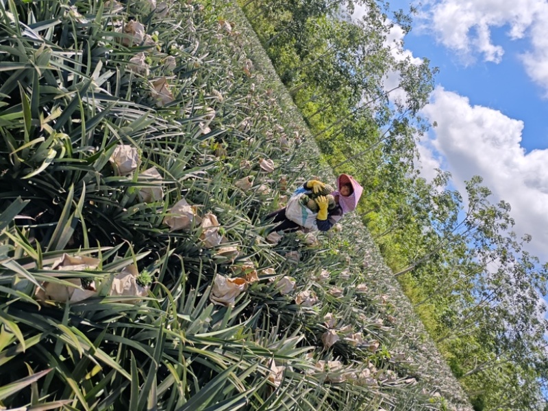 海南芒果凤梨
