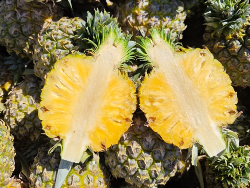 海南芒果凤梨