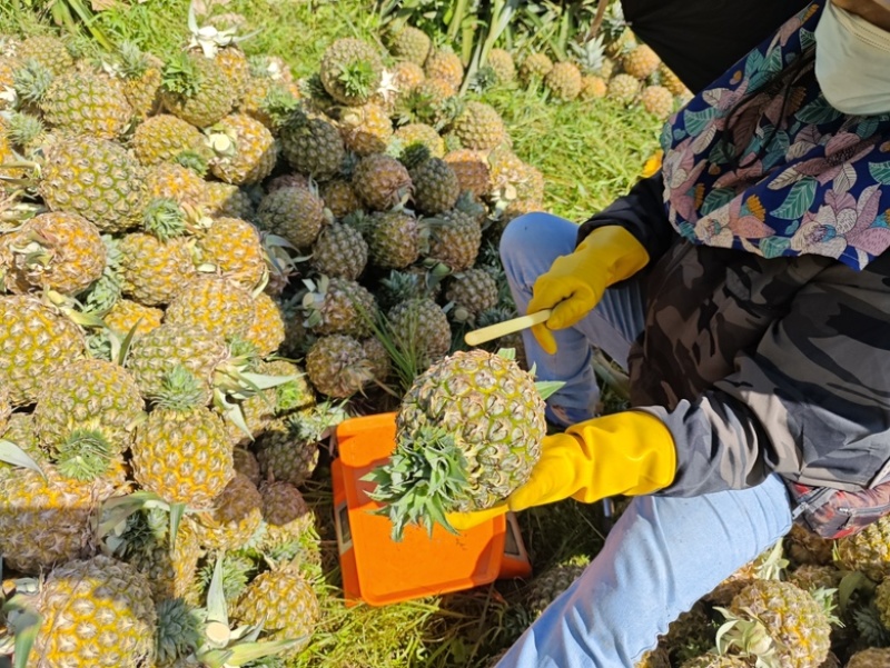 海南芒果凤梨
