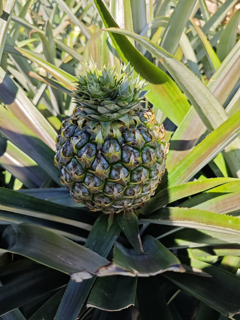 海南芒果凤梨