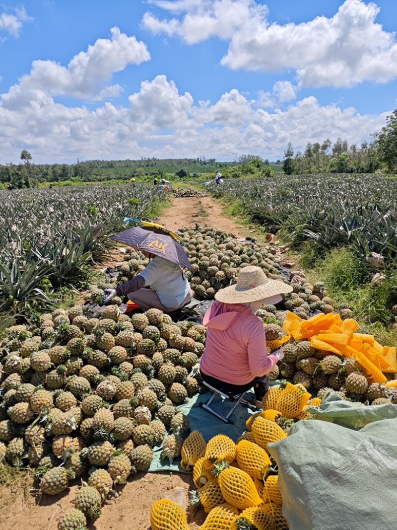 海南芒果凤梨