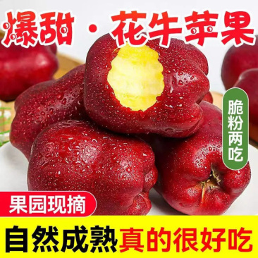 花牛苹果，红星苹果特价批发