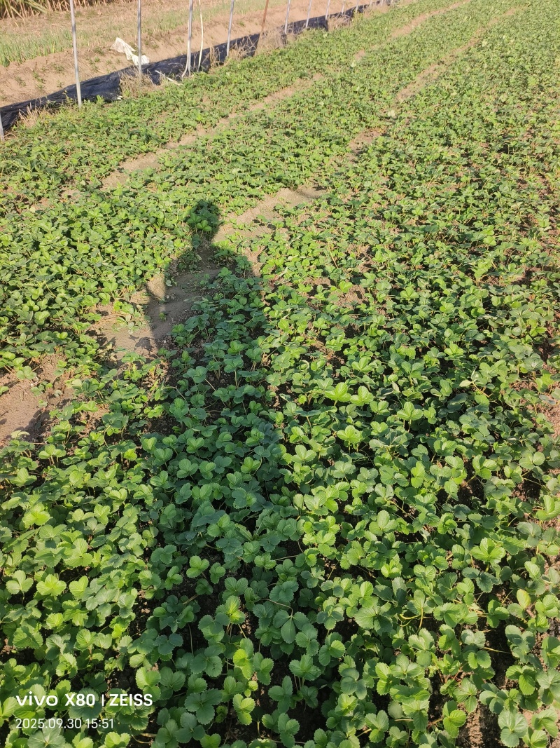 宁玉假植苗