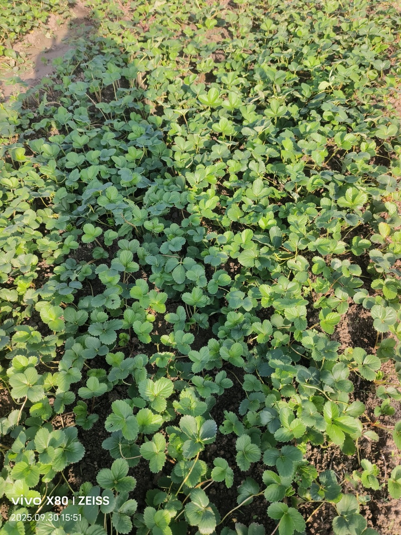 宁玉假植苗