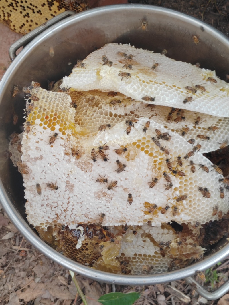 土蜂蜜批发零售