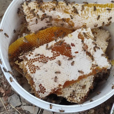 土蜂蜜批发零售