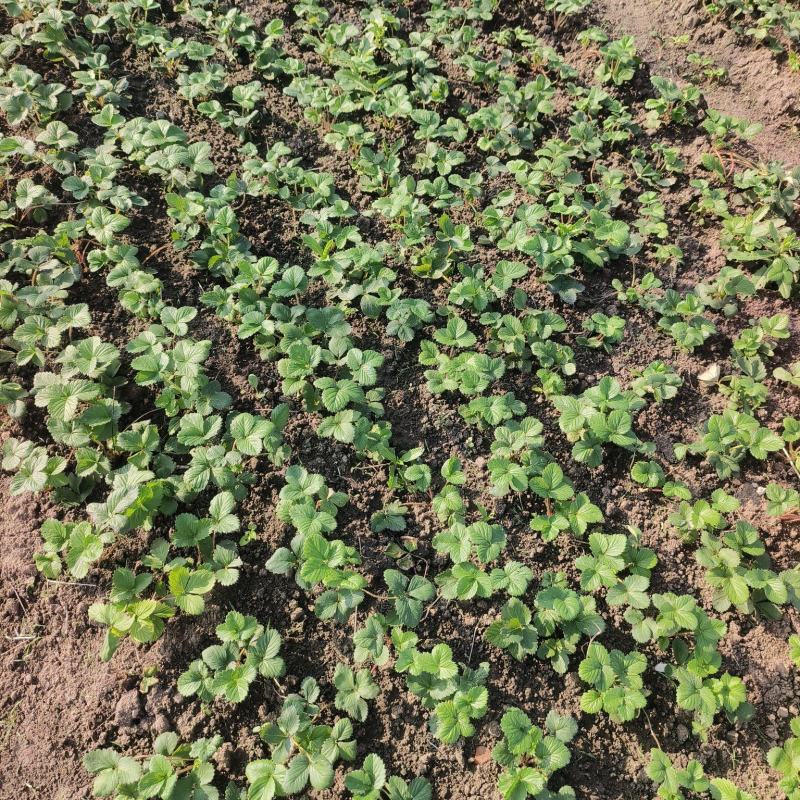 天仙醉假植苗
