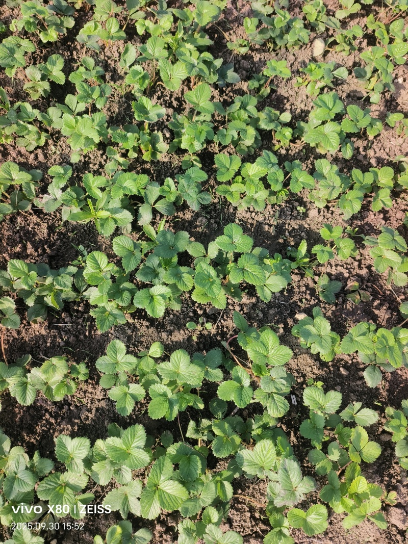 天仙醉假植苗