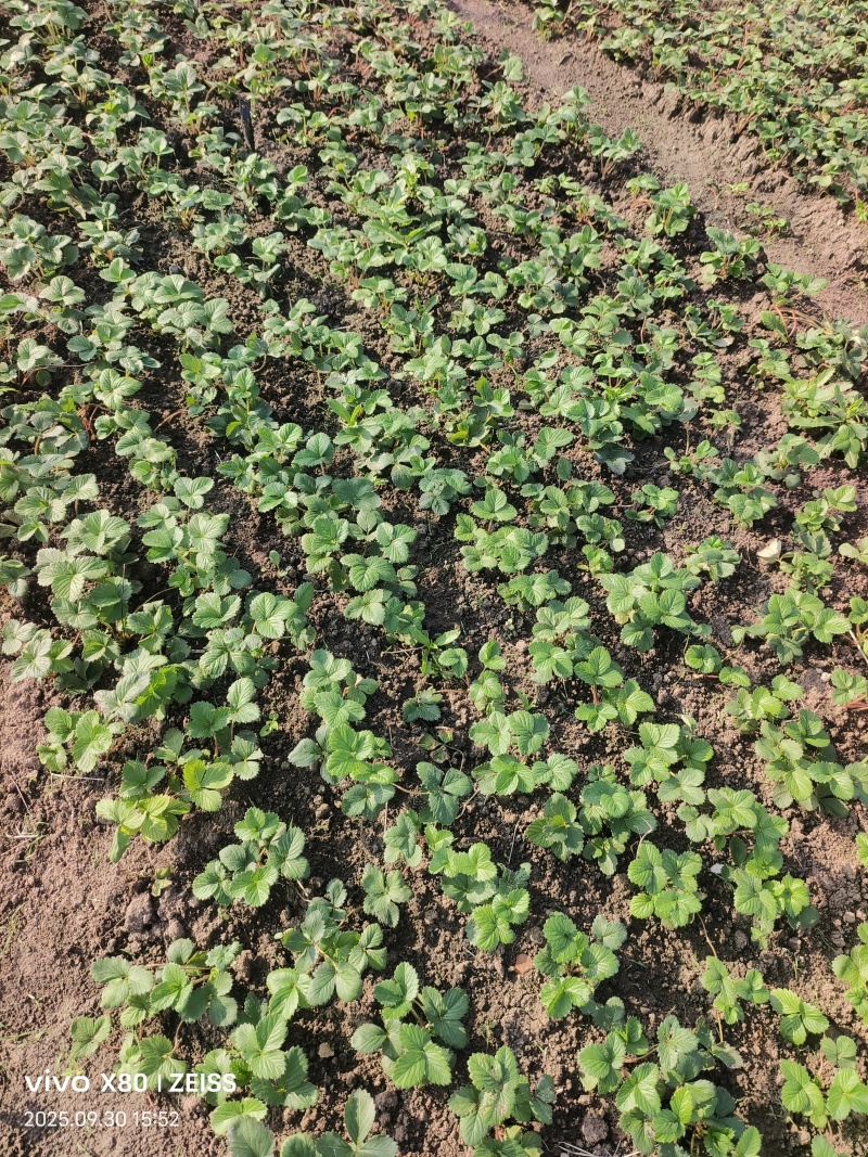 天仙醉假植苗