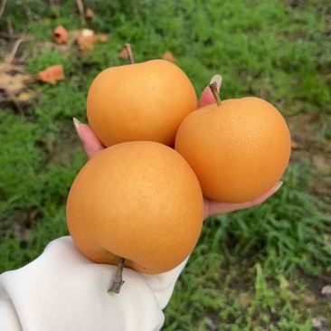 秋月梨大量上市