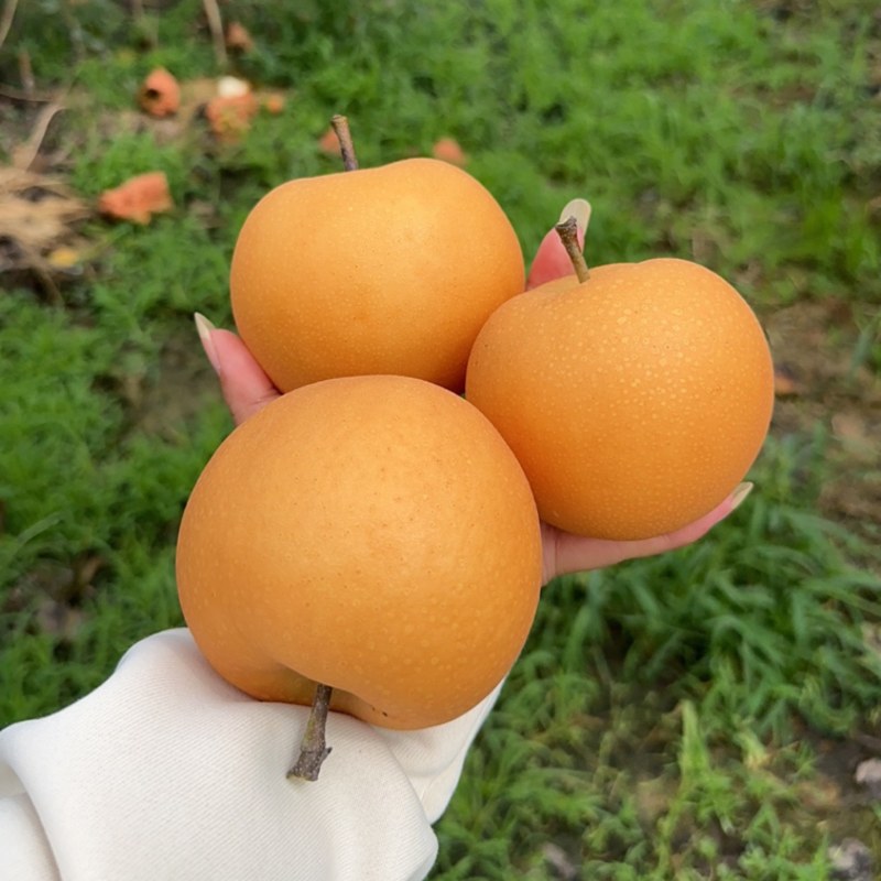 秋月梨大量上市