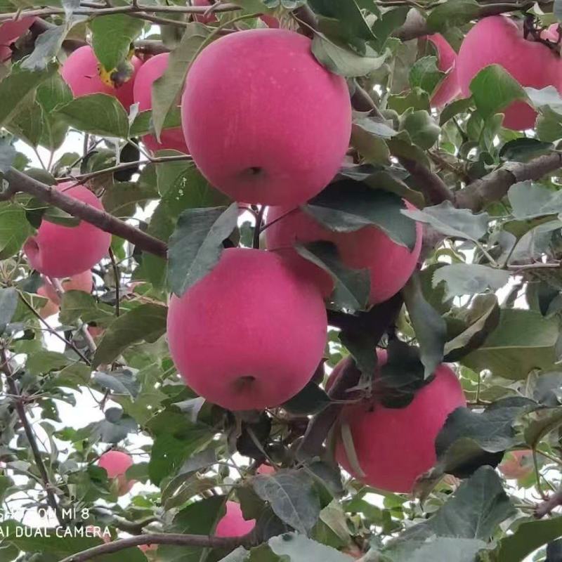 高山红富士苹果