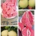 四川绵阳红心柚，三红柚