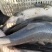 青鱼黑鲩大青鱼大乌青8-15斤/条肉质细腻鲜活批发