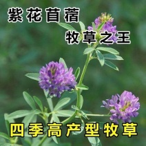 多年生紫花苜蓿种子四季高产耐寒耐旱高产牧草牛羊马鸡鸭鹅兔