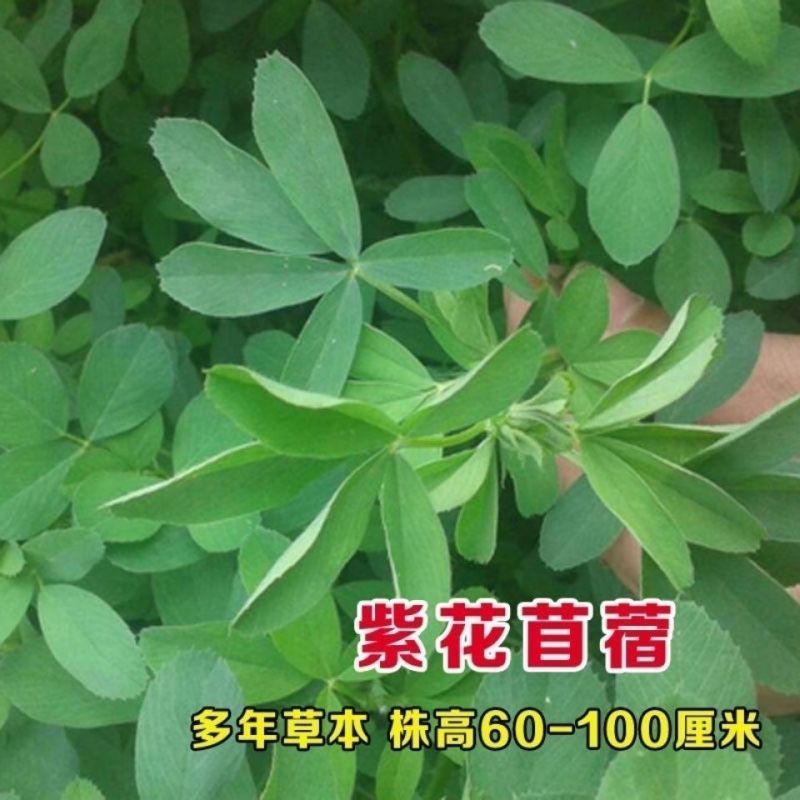 多年生紫花苜蓿种子四季高产耐寒耐旱高产牧草牛羊马鸡鸭鹅兔