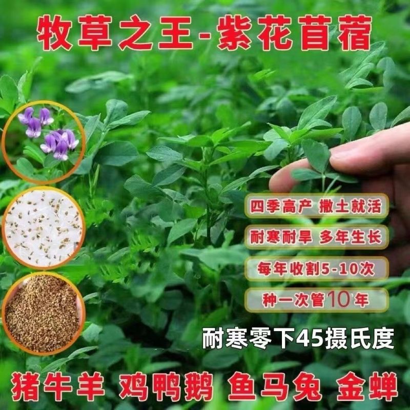 多年生紫花苜蓿种子四季高产耐寒耐旱高产牧草牛羊马鸡鸭鹅兔